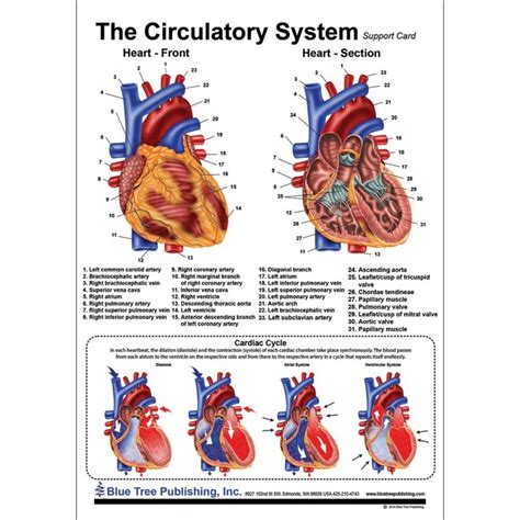Heart Anatomical Chart