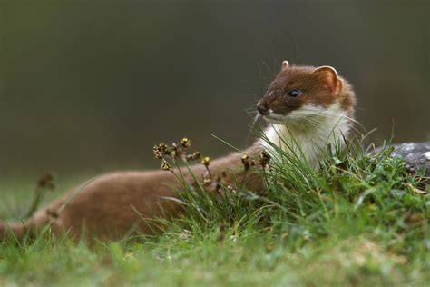 Stoat Or Weasel How To Tell The Difference Between Stoats And Weasels