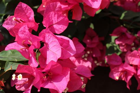 fotos gratis hoja flor pétalo rosado flora arbusto azaleas planta floreciendo lizzie