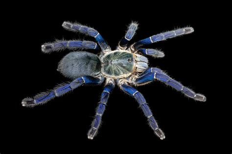 Scientists Discover Surprising Reasons Why Tarantulas Come In Vivid
