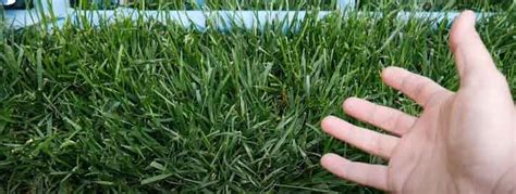 Perennial Ryegrass Vs Tall Fescue Which Stands Out The Best