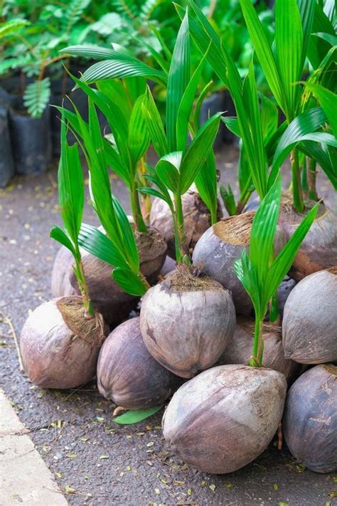 dwarf coconut tree – Bonsai Plants Nursery