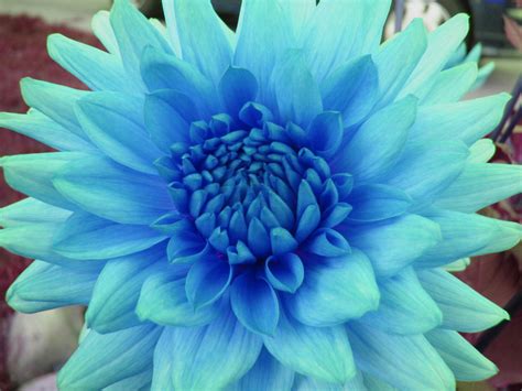 Blue Dahlia By Dianeweed On Deviantart