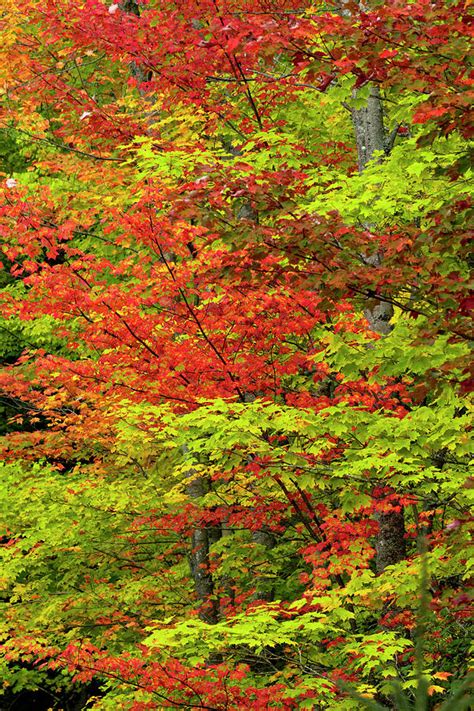 Maple Trees In Fall Color Hiawatha Photograph By Adam Jones Fine Art