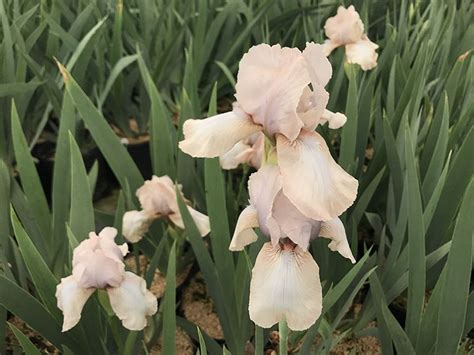 Precious Little Pink Iris Reblooming Iris With Pale Pink Blooms With