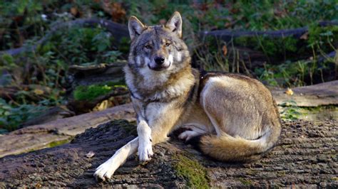 Verwandte hintergrundbilder für wolf weiß wald bäume aus der kategorie tiere hintergrundbilder. Wolf HD Wallpaper | Background Image | 1920x1080 | ID ...