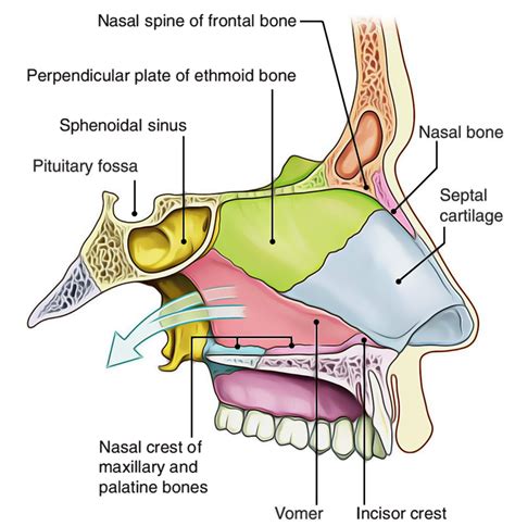 Nasal Cavity Nasal Cavity Vector Illustration Human Nose Stock Vector