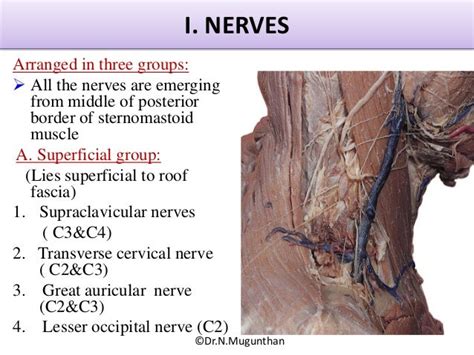 Posterior Triangle Of Neck Powerpoint Lecture Notes By Drnmugunth