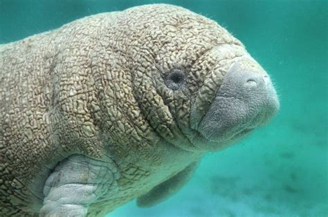 Manatee Anatomy Animal Facts And Information