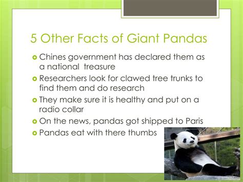 Ppt Giant Panda Powerpoint Presentation Free Download Id2278556