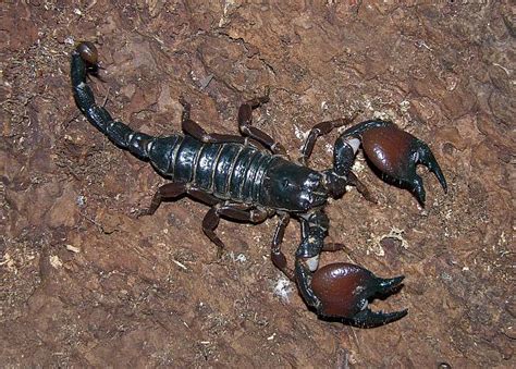 Top 10 Most Dangerous And Deadliest Scorpions In The World