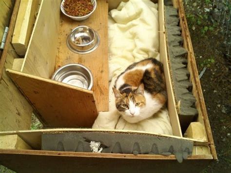 How To Care For Outdoor Cats And Barn Cats Set Ups And Supplies