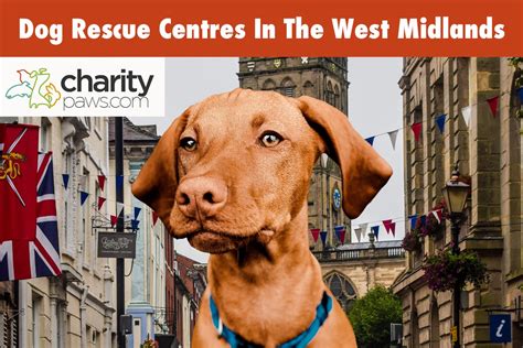 Dog Rescues In The West Midlands Uk 15 Rescue Groups