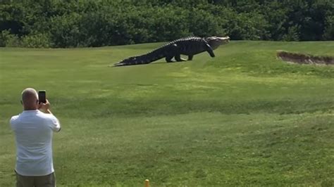 Giant Alligator Stalks Buffalo Creek Golf Course In Florida Abc News