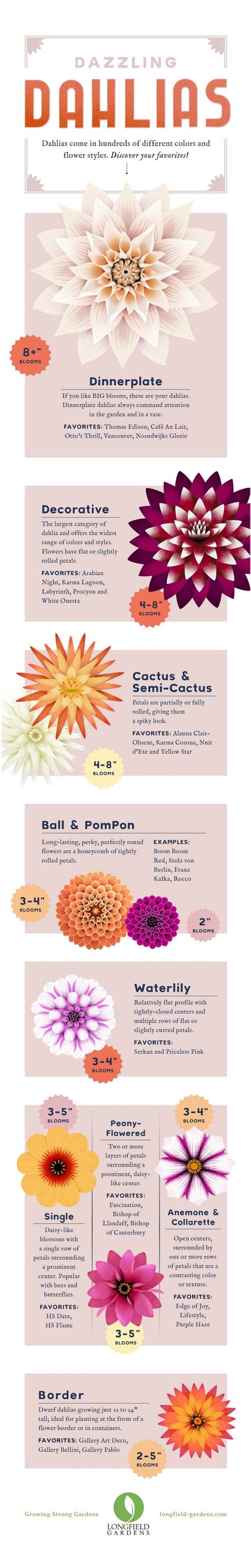 Dahlias Are Available In Many Colors Sizes And Flower Styles This