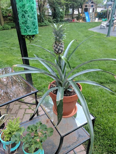 Growing A Pineapple Plant Giving It A Try At Home
