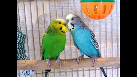 52 Minutes Budgies Parakeets Singing Chirping Talking