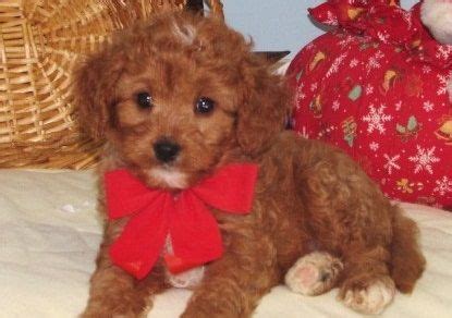 These are examples of the color ranges of our cavapoo puppies for sale, from past litters. Cavapoo Puppies For Sale | Lansing, MI #322302 | Petzlover