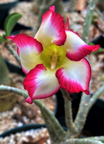 During the summer, most desert the stem usually has thick skin than that of regular leaves, and this is why cactus uses it as a reservoir. Adenium obesum | The Cactus King