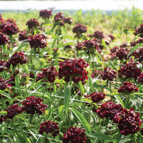 Sweet™ Black Cherry Pelleted F1 Dianthus Seed Johnnys Selected Seeds
