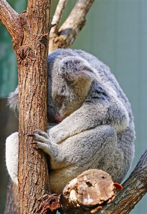 A Koala Sleeping On A Eucalyptus Gum Tree In Australia Stock Image