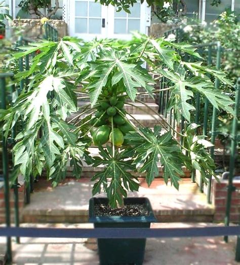 How To Grow Papaya Growing Papaya Tree And Care Balcony Garden Web