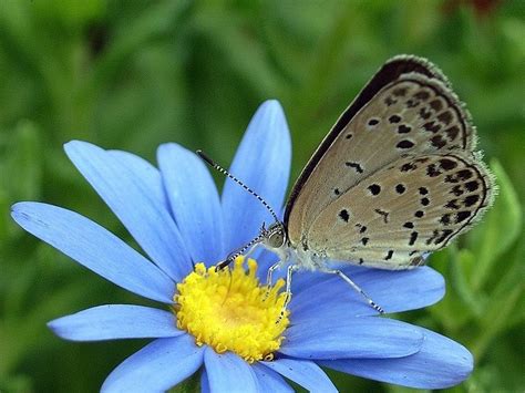Report Mutated Butterflies Found Near Fukushima Cbs News
