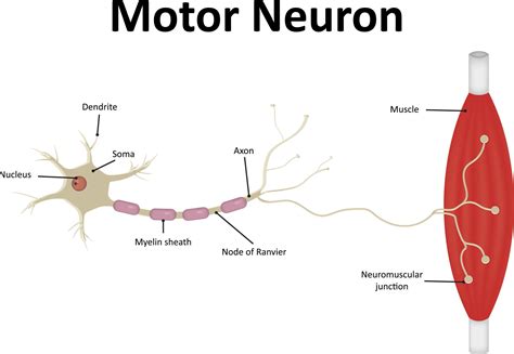 Motor Neuron Function Types And Structure