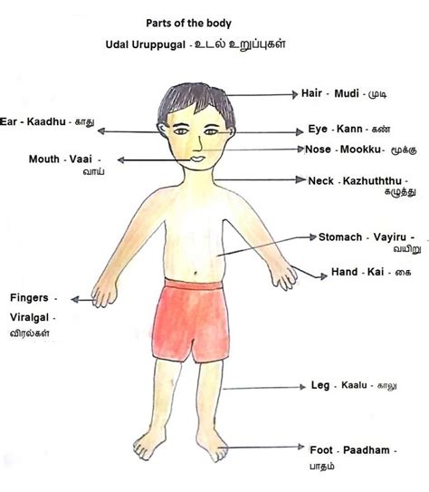Tamil Vocabulary Parts Of The Body
