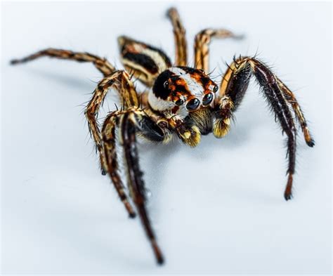 Common Spiders In North America House Spiders The 10 Most Common You