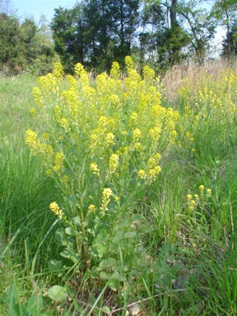 Wild Mustard Synapis Arvensis Annual Mostly Considered A Weed But
