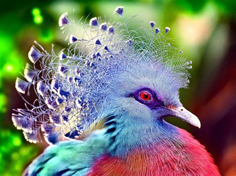 Victoria Crowned Pigeon The Most Beautiful Birds In The World With The