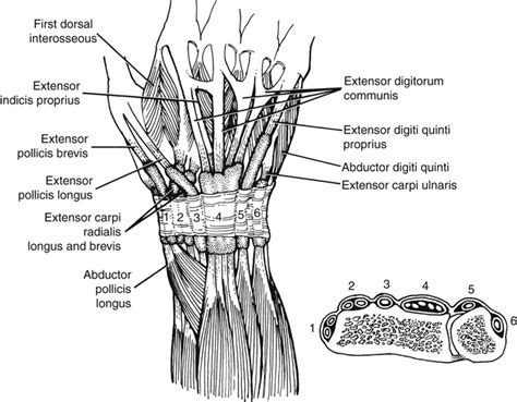 Anatomy 101 The Extensor Tendon The Hand Society