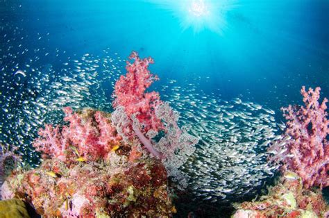 海底世界图片 珊瑚和热带鱼美丽的海底世界素材 高清图片 摄影照片 寻图免费打包下载