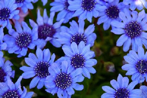50 Blue Felicia Daisy The Blues Heterophlla Etsy Blue Flowering