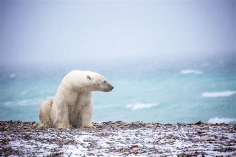 Incredible Images From Canadas High Arctic World Photography