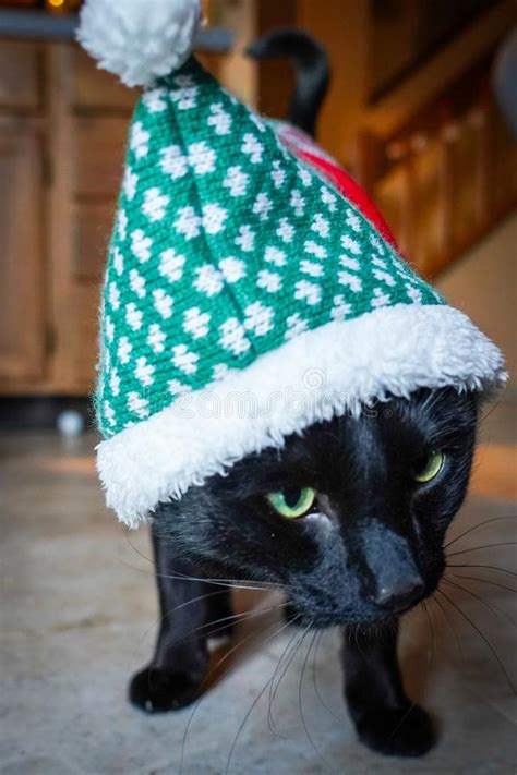 Black Cat Wearing Christmas Costume Stock Photo Image Of Suit