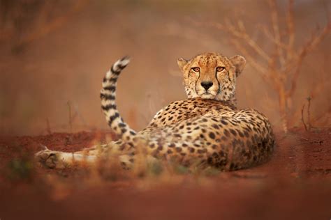 Amazing Photos Of Cheetahs In The Wild Readers Digest