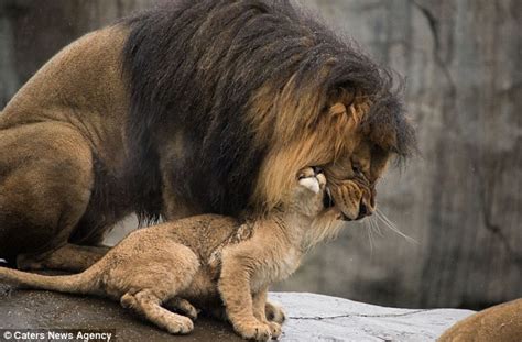 Heartwarming Footage Of The Moment A Papa Lion Meets His Baby Cubs For