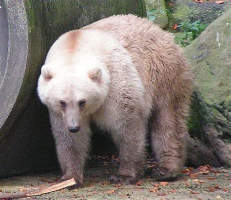 Grizzlypolar Bear Hybrid Simple English Wikipedia The Free Encyclopedia
