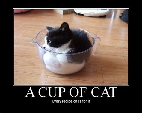 Cat In Cup Cats Funny Cats