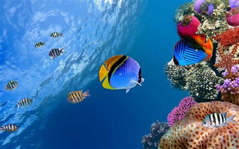 The polluted water have less amount of oxygen or no oxygen which is responsible for distribution of aquatic life. Aquatic Life Wallpapers - Wallpaper Cave