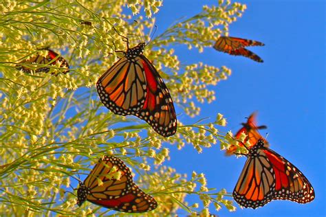 Monarchbutterflymigration 1600×1067 Monarch Butterfly