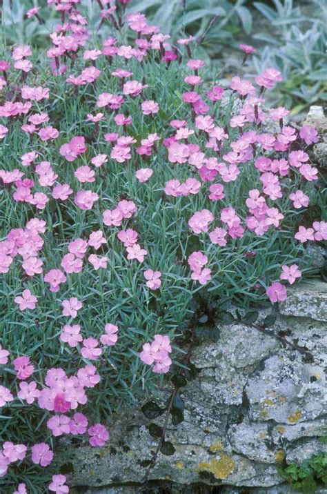 There are no house that keep bugs away. 7 Flowers That Naturally Repel Insects | Plant bugs ...