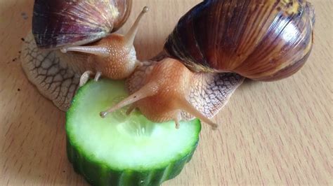 Улитки едят огурцы snails eat cucumbers time lapse youtube