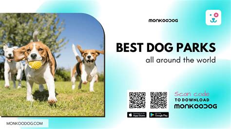Best Dog Parks All Around The World A Complete Dog Paradise