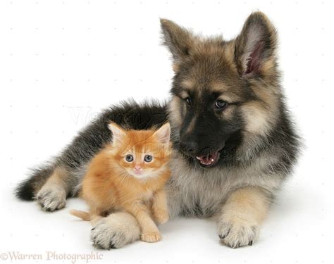 Although presently it has dropped from the top spot, the german. Pin by Lois Goossen on Cats/cats & dogs | German shepherd ...