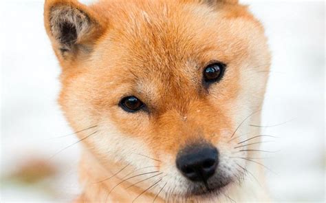 Hokkaido Carattere E Informazioni Sulla Razza Canina Giapponese