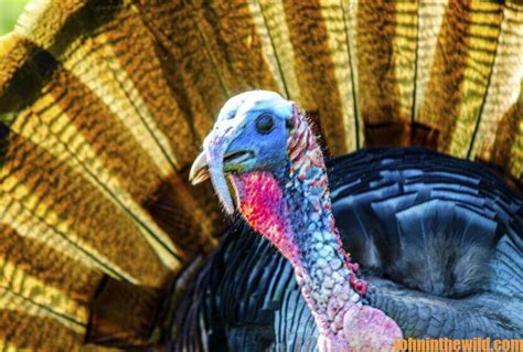 “how To Set Up On Gobbling Turkeys” Day 5 How To Set Up For Hung Up
