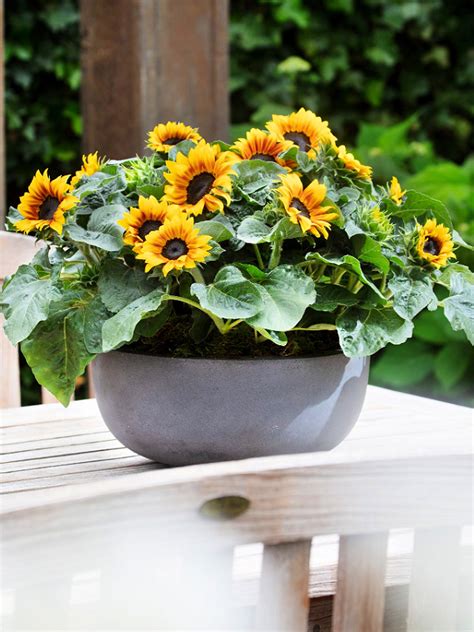 Growing Sunflowers In Pots A Step By Step Guide